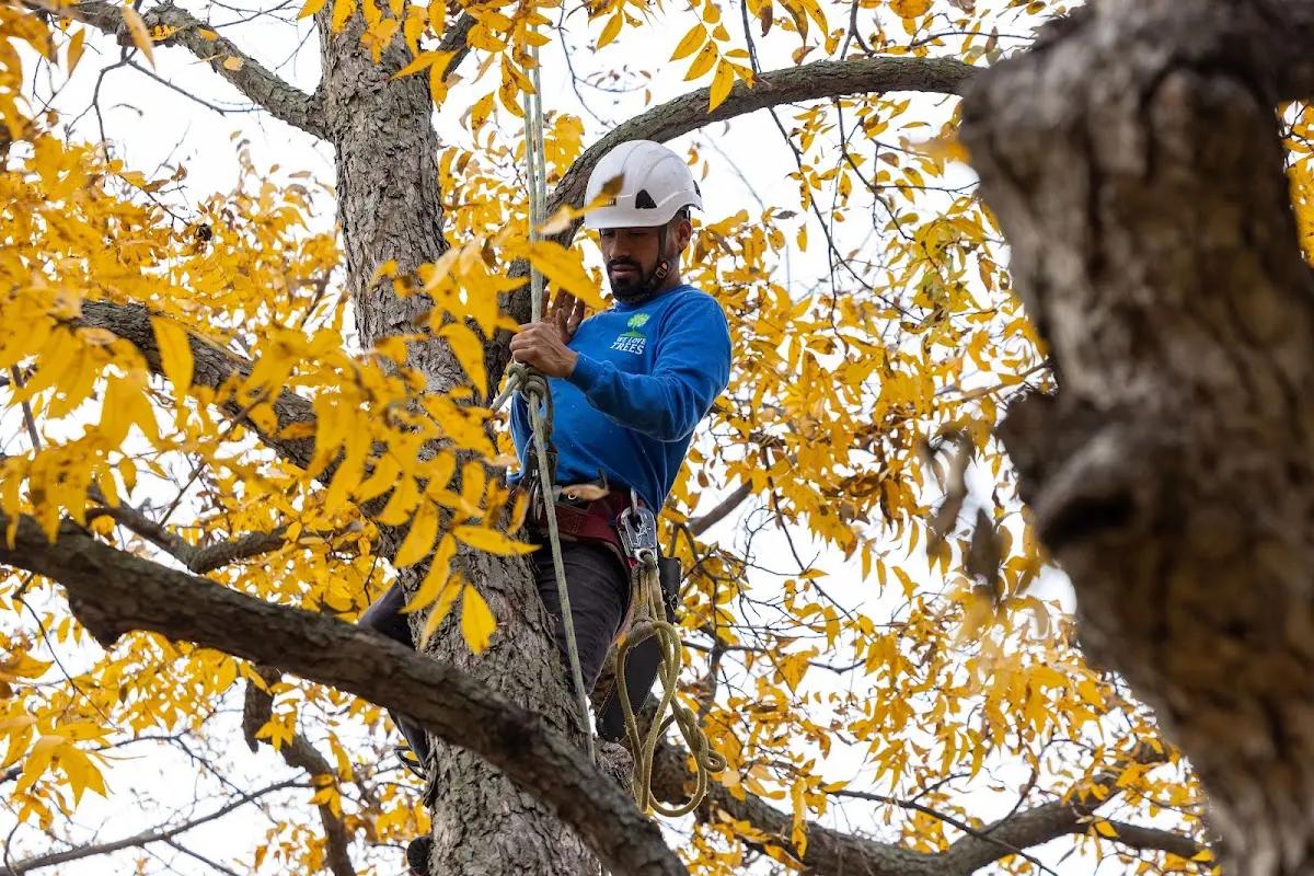 Skilled Tree Transplanting crew working in Ivins